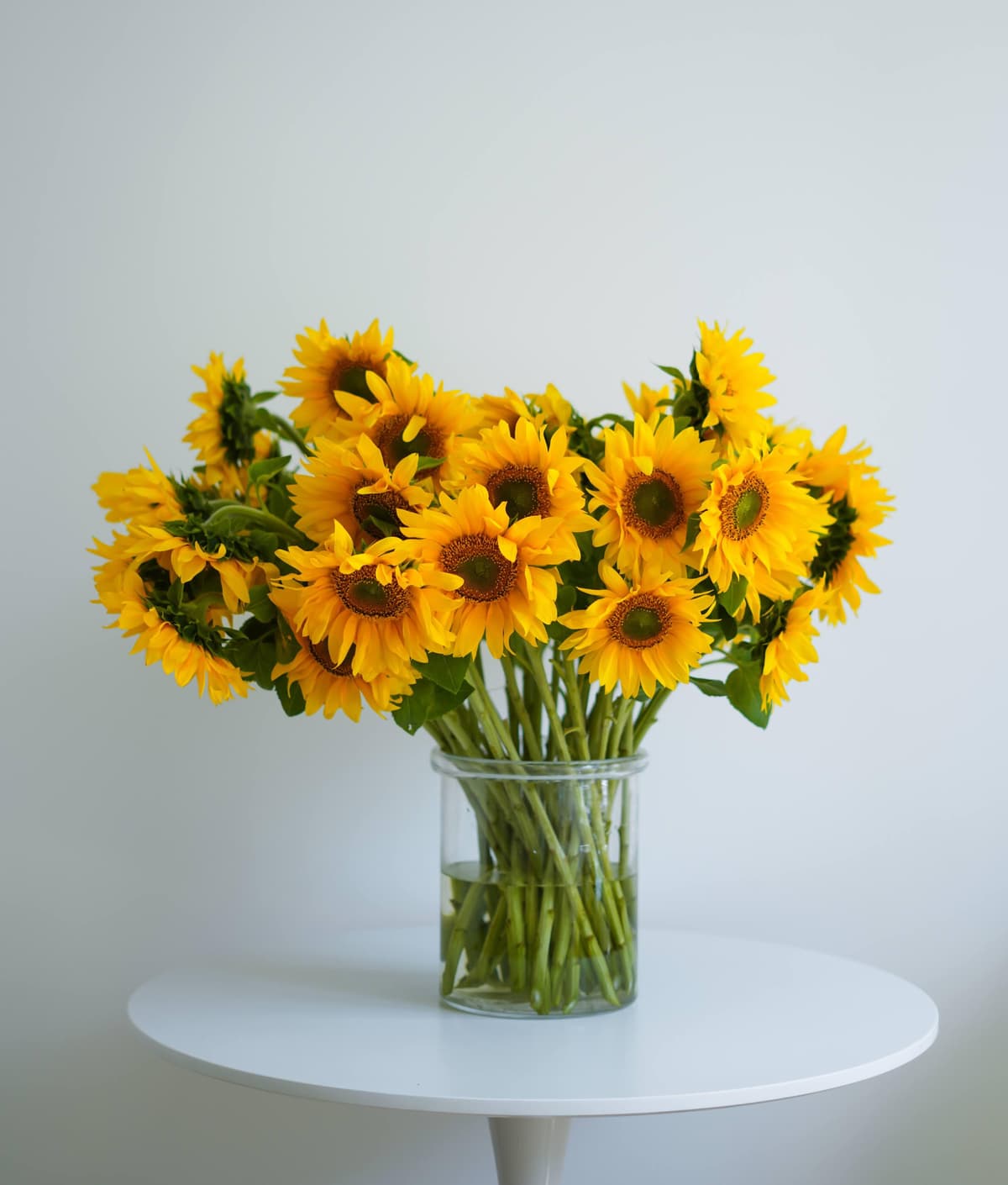 Girasoli